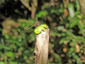 蛙と蜻蛉