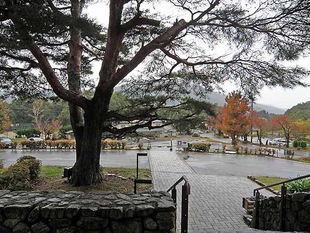 マキノさらさ温泉入り口の松