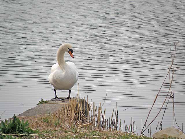 トゥオネラの白鳥