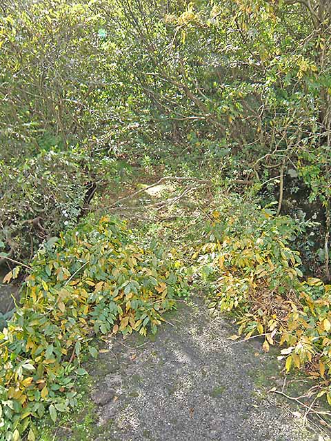 マキノ高原191021_044