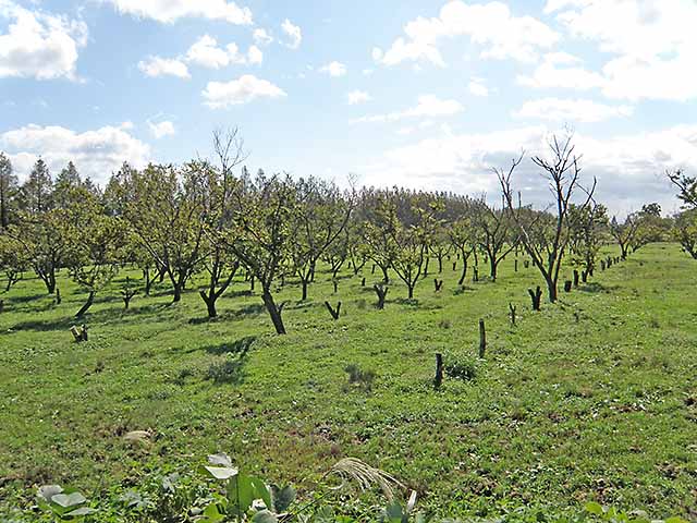 マキノ高原191021_078