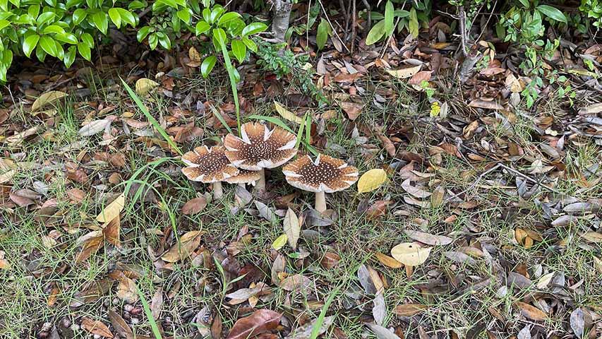 道端に見事なテングタケ